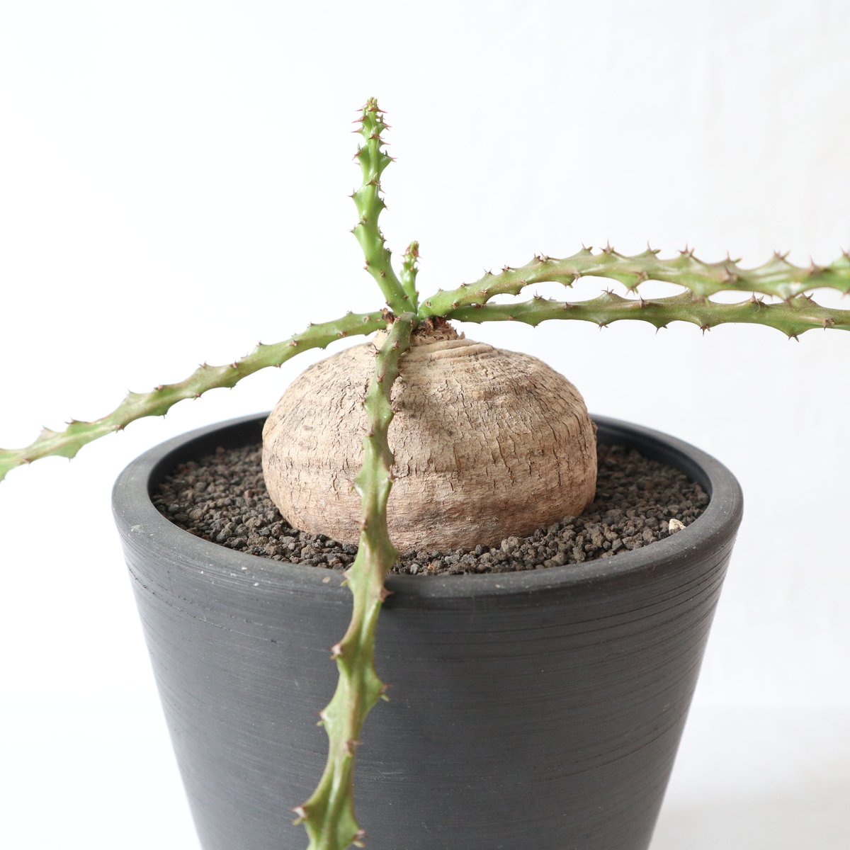 T061 珍奇塊根種 ユーフォルビア デシドゥア 現地球 T061 珍奇塊根種 ユーフォルビア デシドゥア 現地球 ユーフォルビア