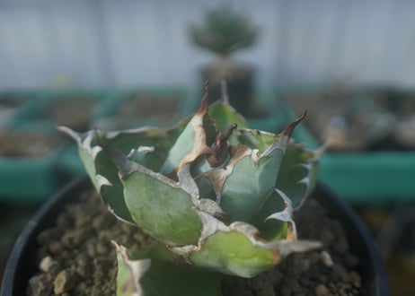 アガベ　チタノタ　 ブラックアンドブルー 　Agave titanota black and blue　No.1