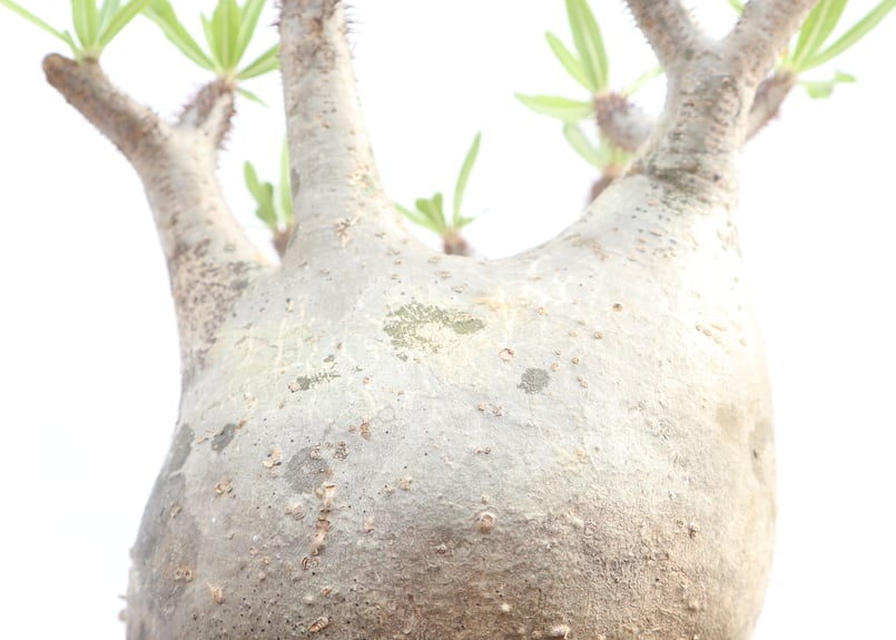 パキポディウム グラキリス no.13 | mana's farm:塊根植物・アガベ