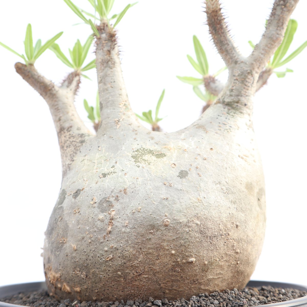 パキポディウム グラキリス no.13 | mana's farm:塊根植物・アガベ