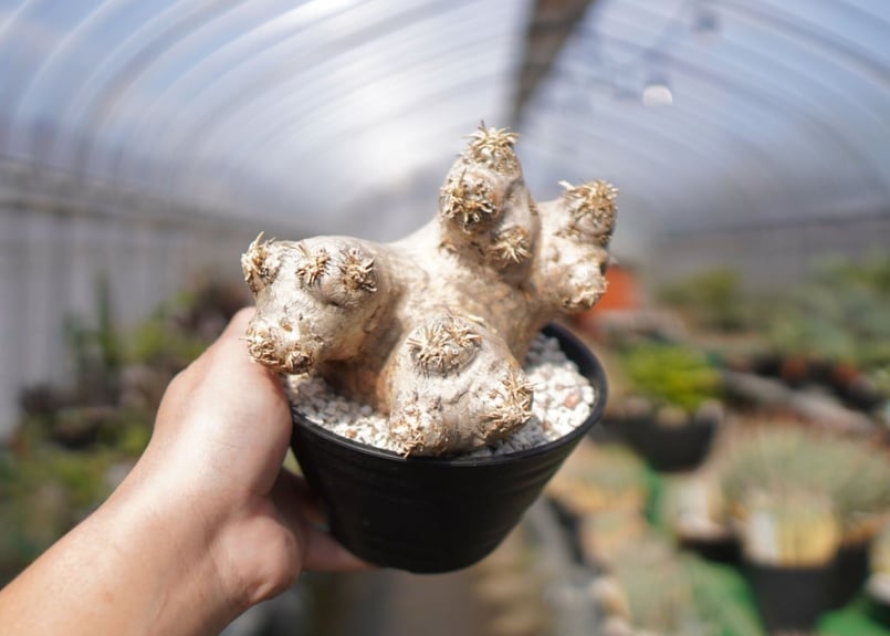 パキポディウム エブレネウム Pachypodium eburneum No.2 | mana