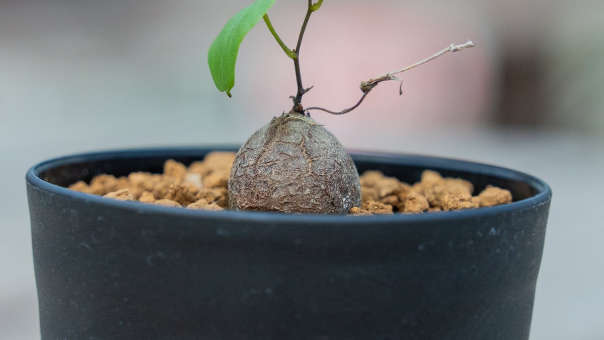 亀甲竜 | mana's farm:塊根植物・アガベ・ドライガーデン植物販売|マナ