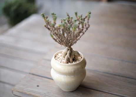 姫紅小松 　Trichodiadema bulbosum