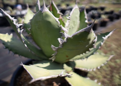 Agave Fo-76 特選特大株のカキコ株