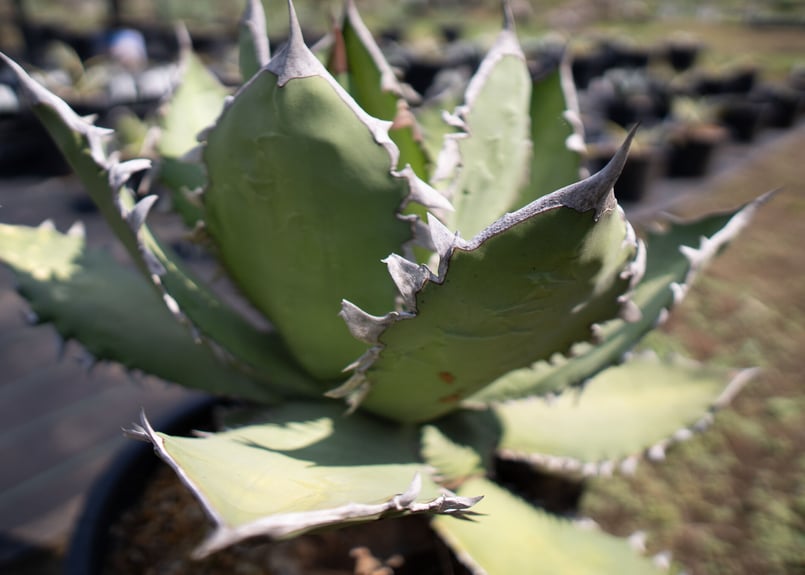 Agave Fo-76 特選特大株のカキコ株 | mana's green:塊根植物販売
