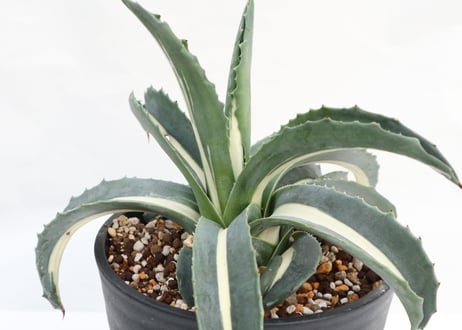 Agave americana mediopicta monstrosa