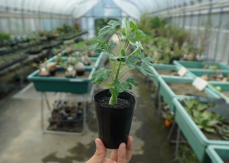 アデニア　グラウカ　Adenia glauca  No.2