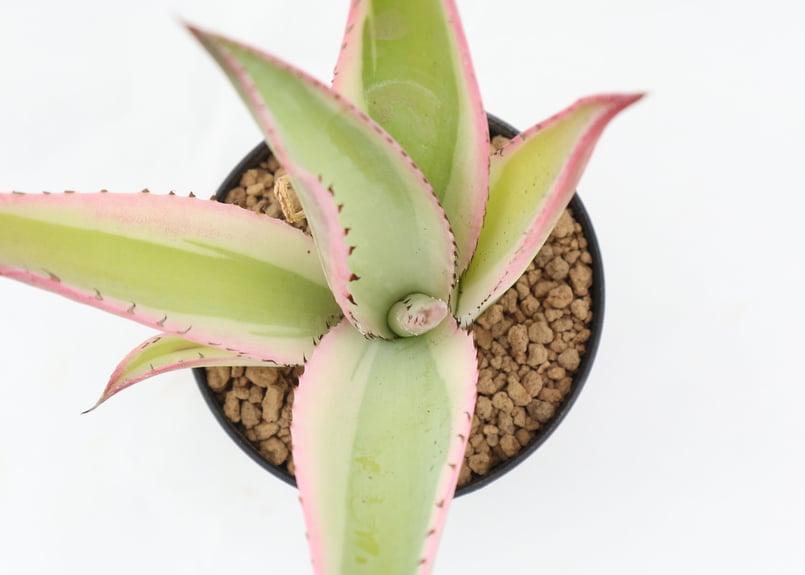 アガベ グイエンゴーラ錦 | mana's farm:塊根植物・アガベ