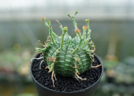 ユーフォルビア　バリダ　Euphorbia valida　No.5