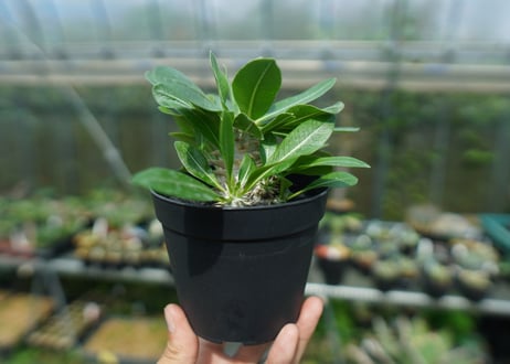 パキポディウム　恵比寿大黒　Pachypodium Densicaule　No.6