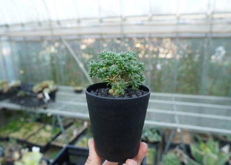 トリコディアデマ ステラツム　Trichodiadema stellatum  No.2
