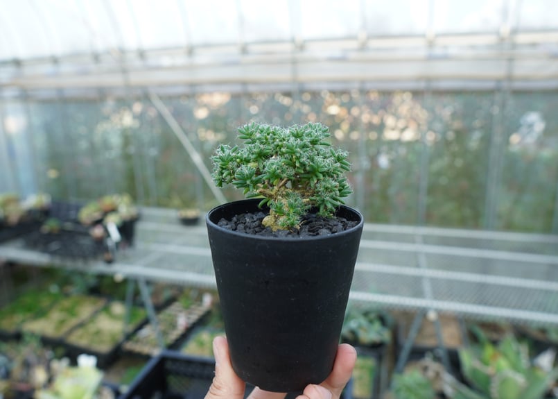 トリコディアデマ ステラツム Trichodiadema stellatum No.2 |