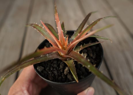 ディッキア　アンダマン　Dyckia andaman