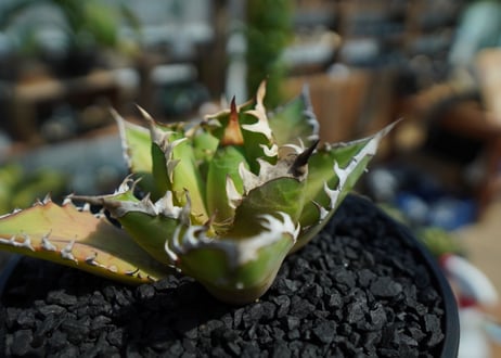 アガベ　チタノタ　レッドキャットウィーズル　Agave titanota Red catweezle　No.2