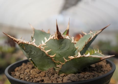 agave oteroi oaxaca　NO.2