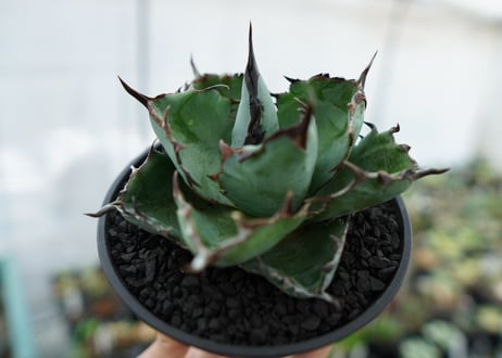 アガベ　チタノタ　 ブラックアンドブルー 　Agave titanota black and blue　NO.6