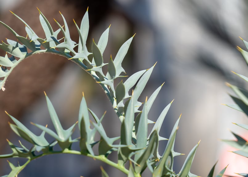 エンセファラルトス ホリダス | mana's farm:塊根植物・アガベ・ドライ エンセファラルトス ホリダス | mana's farm:塊根植物・アガベ・ドライ