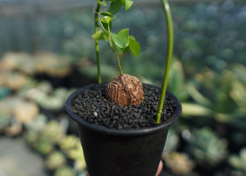 亀甲竜 Dioscorea elephantipes No.5 | mana's farm:塊