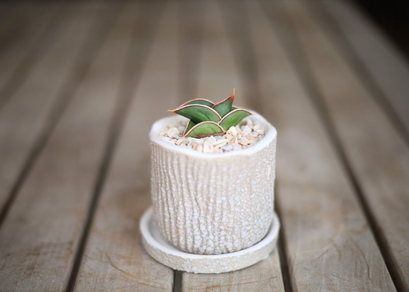 サンセベリア ロリダ Sansevieria rorida | mana's farm: