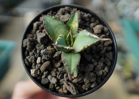 カキコアガベ　チタノタ　FO-76　agave titanota  FO-76　No.2