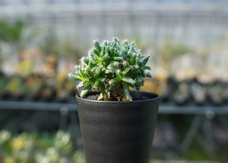 トリコディアデマ　デンサム　Trichodiadema densum