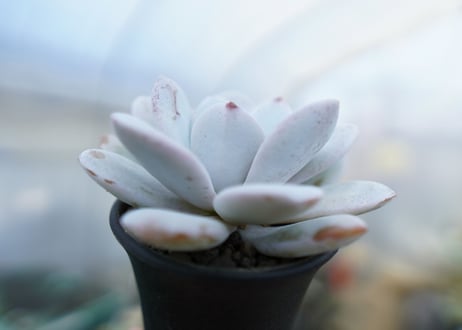 エケベリア　ラウイ　Echeveria laui　No.1