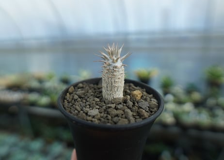パキポディウム　カクチぺス　Pachypodium cactipes  No.2
