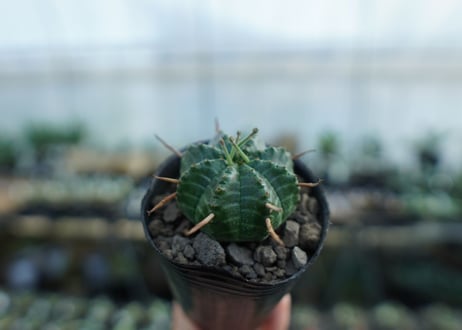 ユーフォルビア　バリダ　Euphorbia valida　No.2