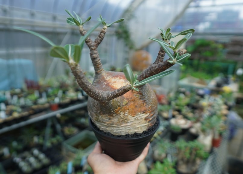 パキポディウム グラキリス Pachypodium gracilius ③ パキポディウム グラキリス 3頭 | GREEN LUCK