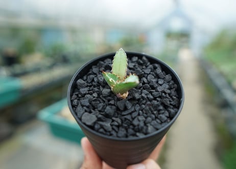 アガベ　チタノタ　萬代厳竜　Agave lophantha×titanota　No.2