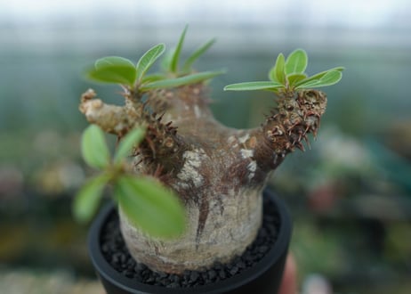 パキポディウム マカイエンセ　Pachypodium makayense　No.1