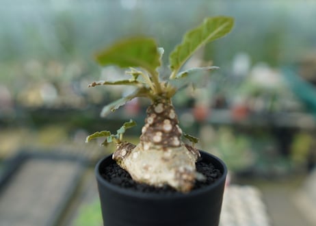 ドルステニア フォエチダ Dorstenia foetida