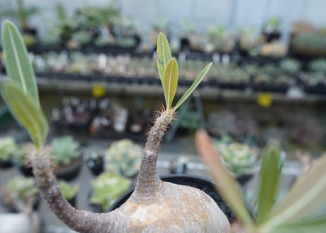 パキポディウム　グラキリス　 Pachypodium Gracilius  No.4
