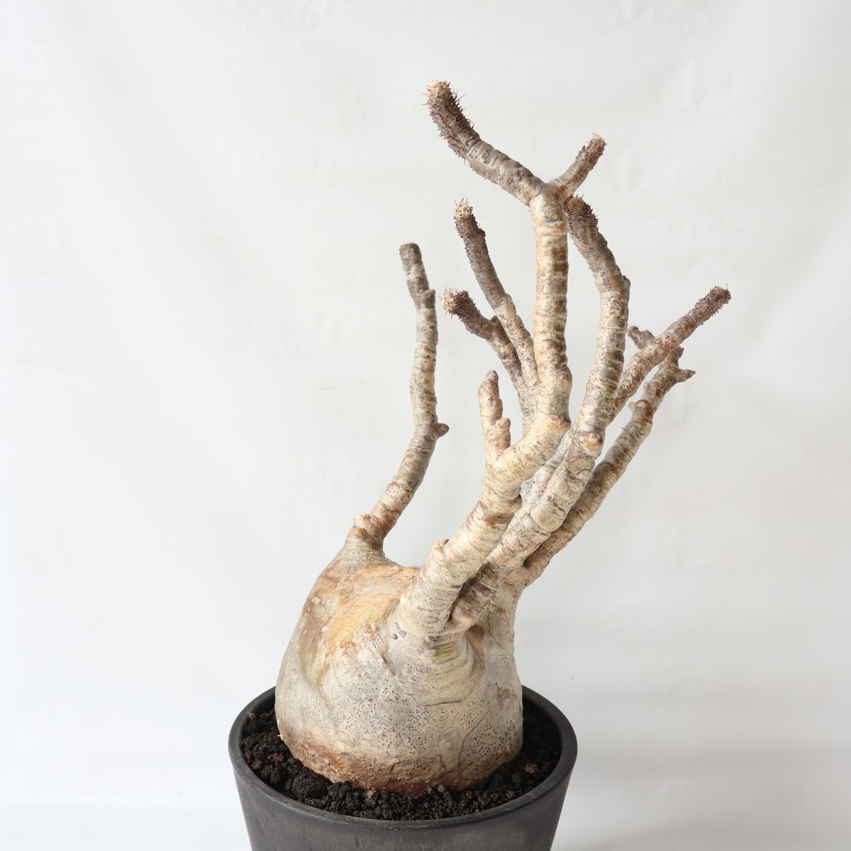 パキポディウム グラキリス 発根済株 | mana's farm:塊根植物・アガベ