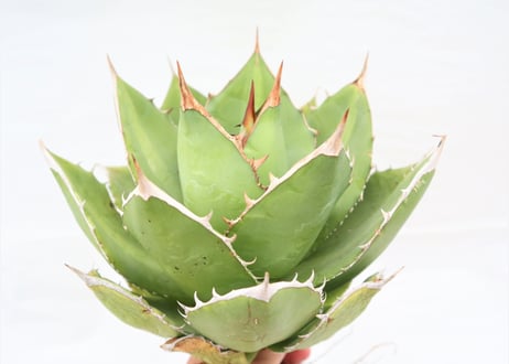 Agave 　titanota 　FO-76