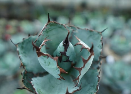 アガベ　チタノタ　 ブラックアンドブルー 　Agave titanota black and blue　NO.10