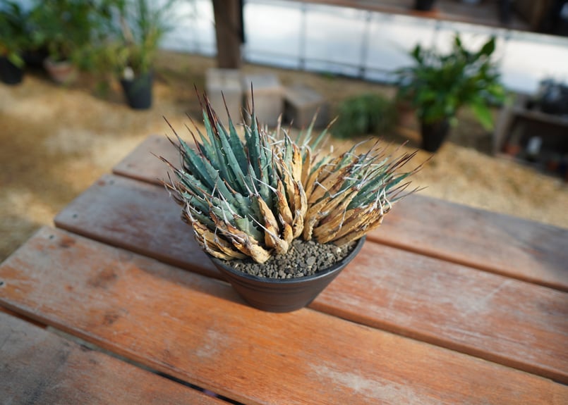 アガベ ユタエンシス No.1 | mana's farm:塊根植物・アガベ・ドライ