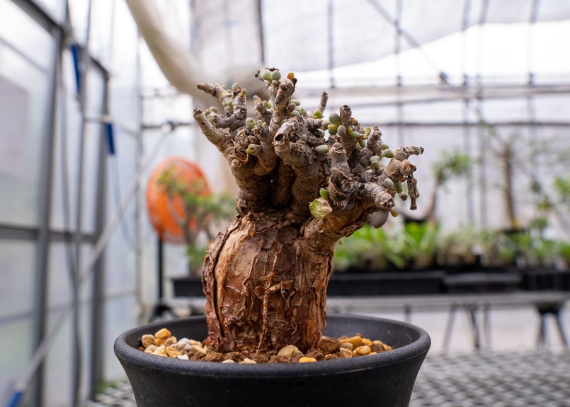 ケラリア ピグマエア | mana's farm:塊根植物・アガベ・ドライガーデン