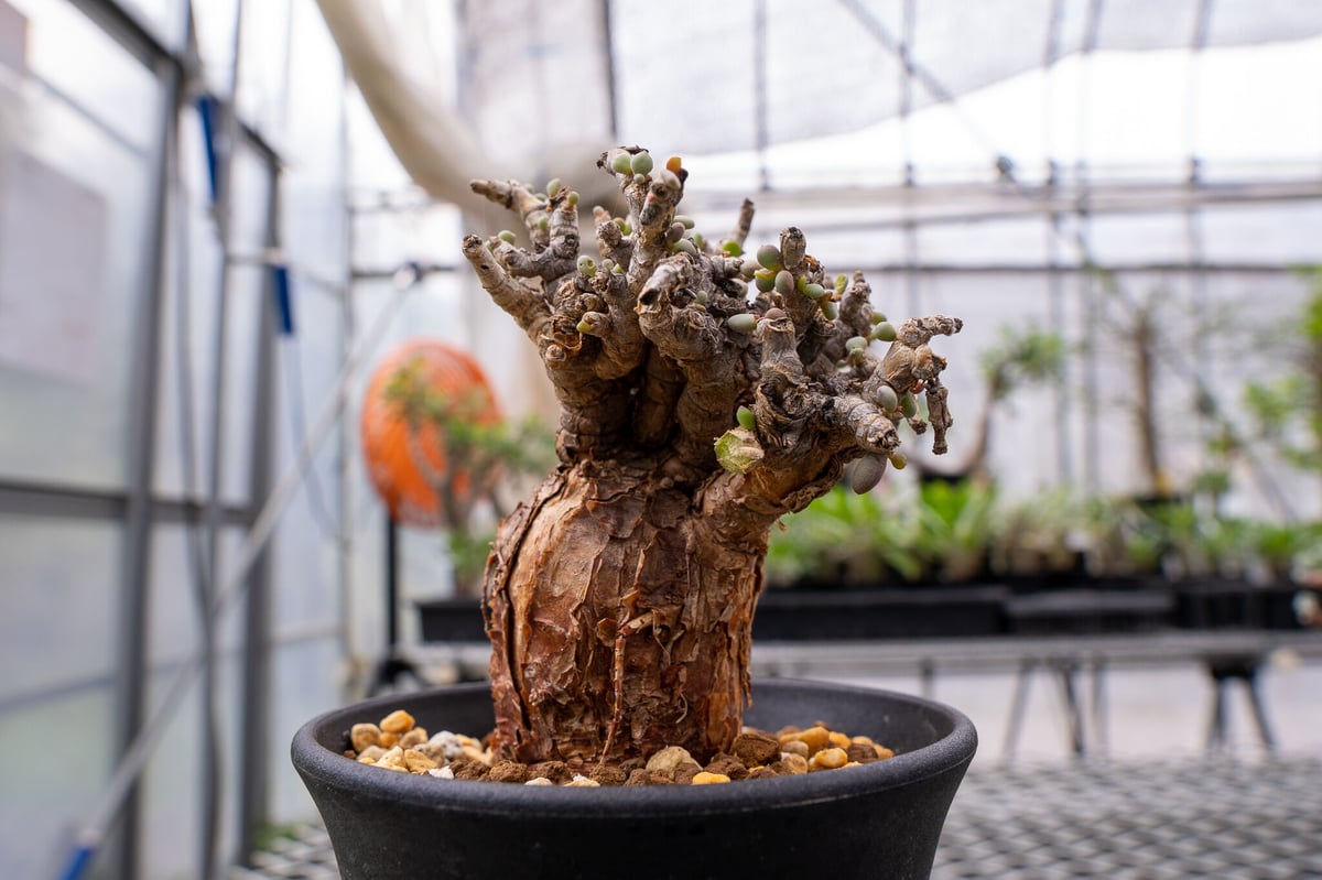 ケラリア ピグマエア | mana's farm:塊根植物・アガベ・ドライガーデン