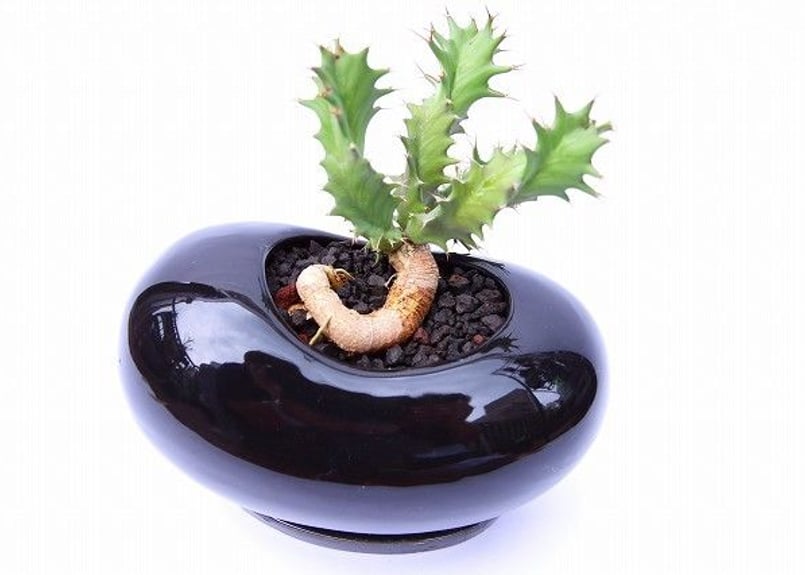 ユーフォルビア トルチラマ | mana's farm:塊根植物・アガベ・ドライ