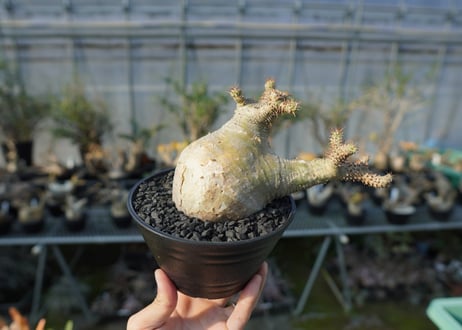 パキポディウム　マカイエンセ　Pachypodium makayense  No.1