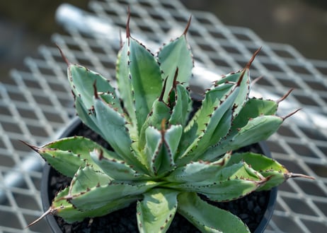 アガベ　キュービック　Agave potatorum 'Cubic'