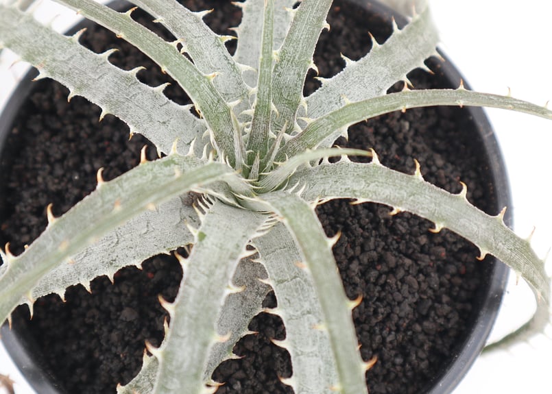 ディッキア dyckia Delicata from F1 x Goehringii Red