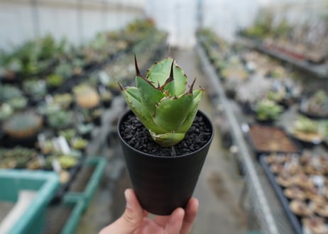 【抜き苗】アガベ　チタノタ　FO-76　Agave titanota FO-76