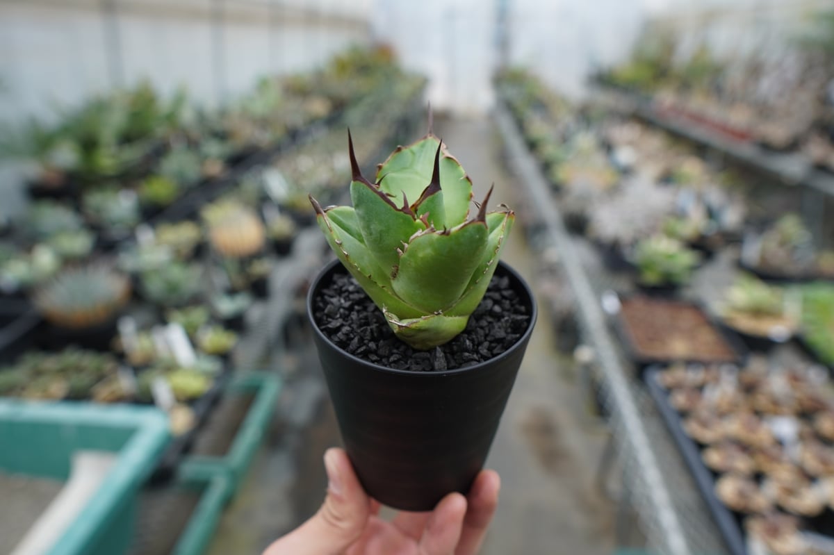 抜き苗】アガベ チタノタ FO-76 Agave titanota FO-76 | mana