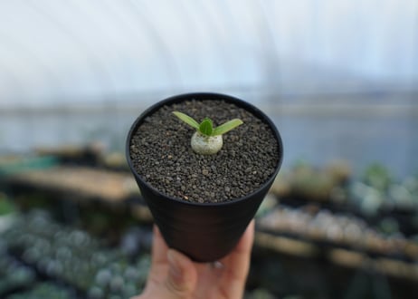 パキポディウム　恵比寿笑い　Pachypodium brevicaule　No.1
