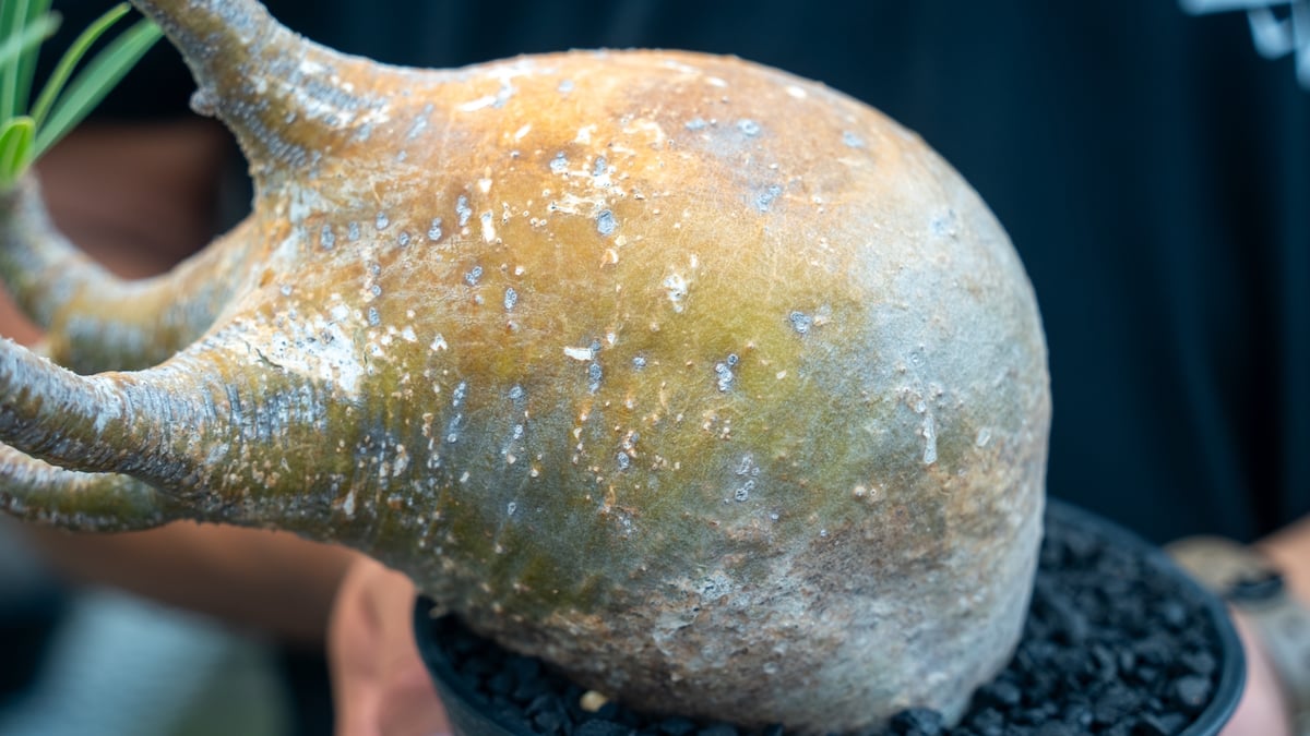 パキポディウム グラキリス Pachypodium Gracilius No.3 | mana