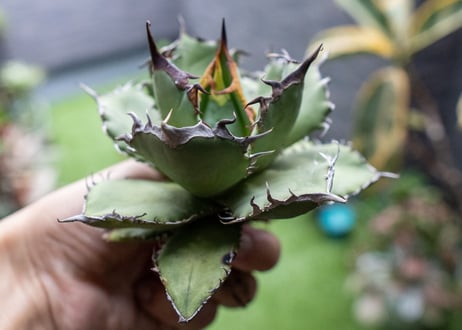 Agave titanota FO-76 A NO.2