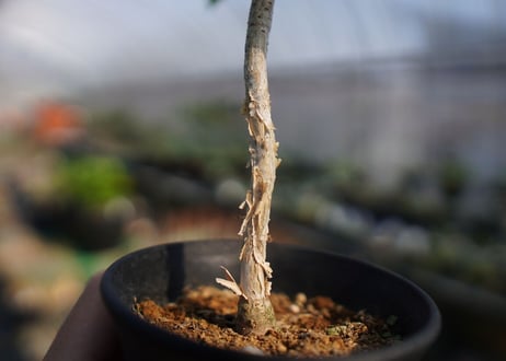 ランネア　パルヴィフォリア　Lannea parvifolia　NO.2