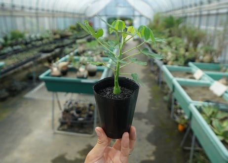 アデニア　グラウカ　Adenia glauca  No.1
